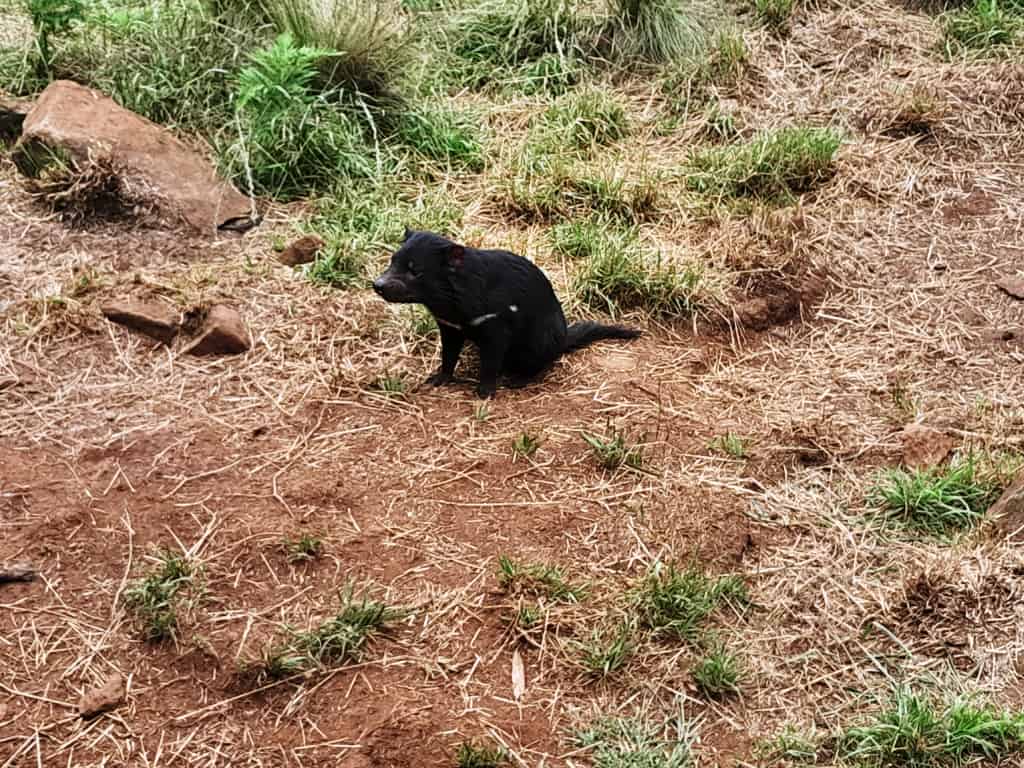 Tasmanian Devils tour