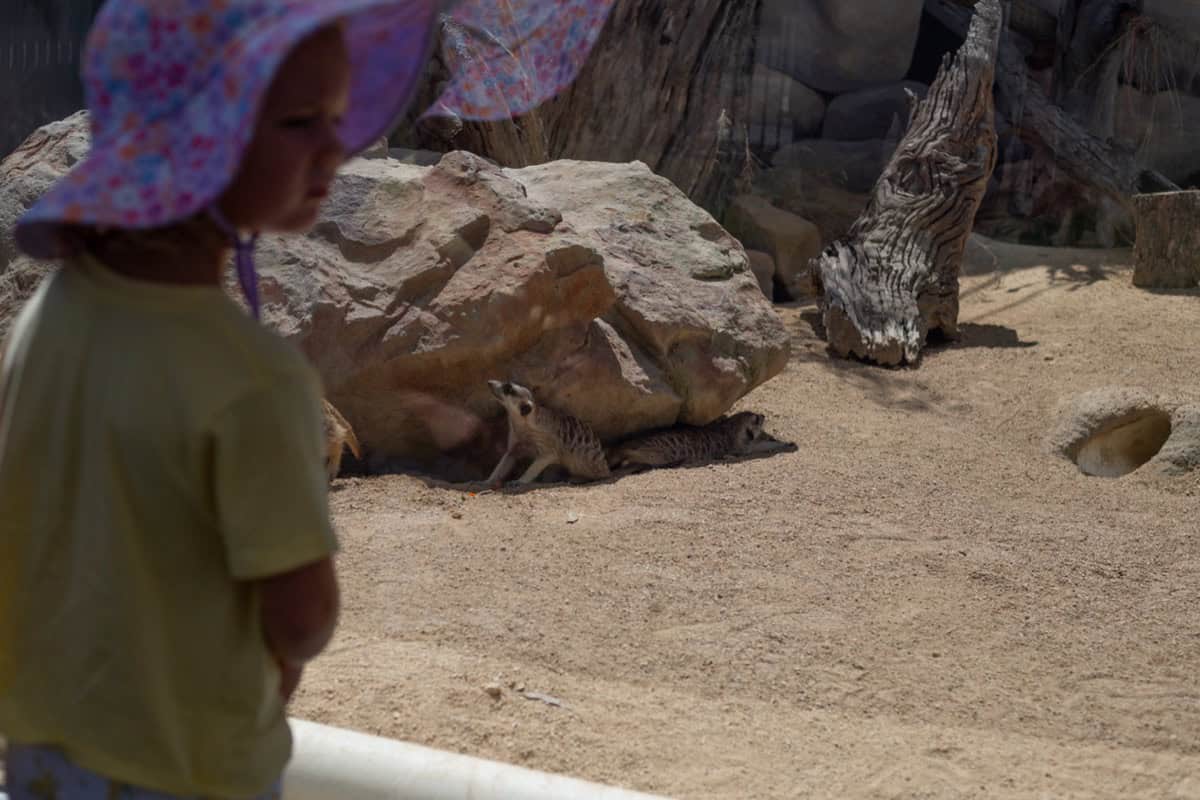 hunter valley wildlife park