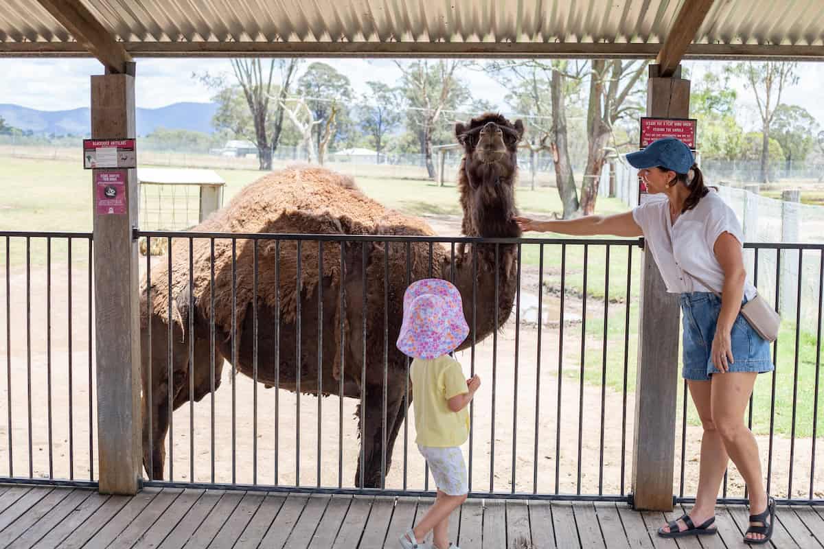 hunter valley wildlife park animals