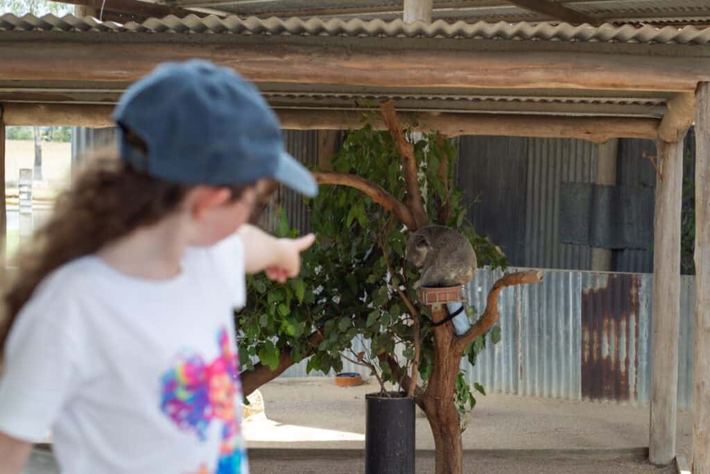 hunter valley wildlife park