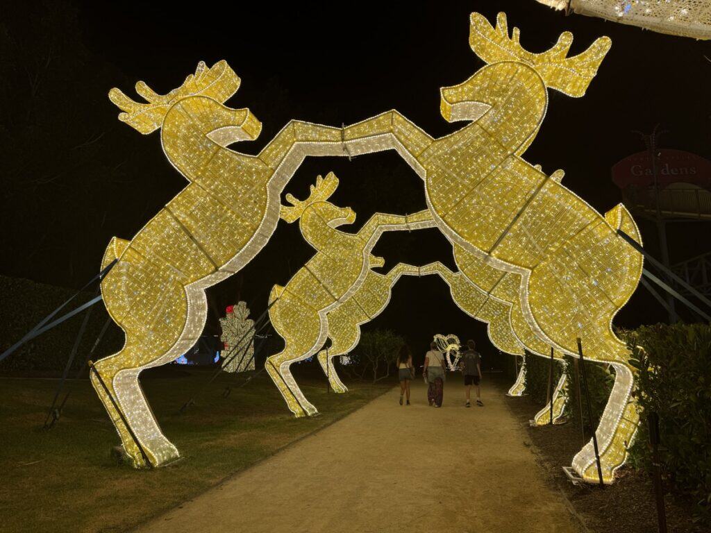 hunter valley lights