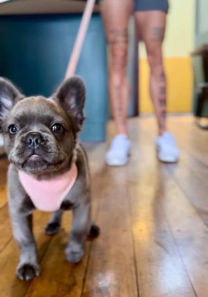 The Gladdy Stockton dogs